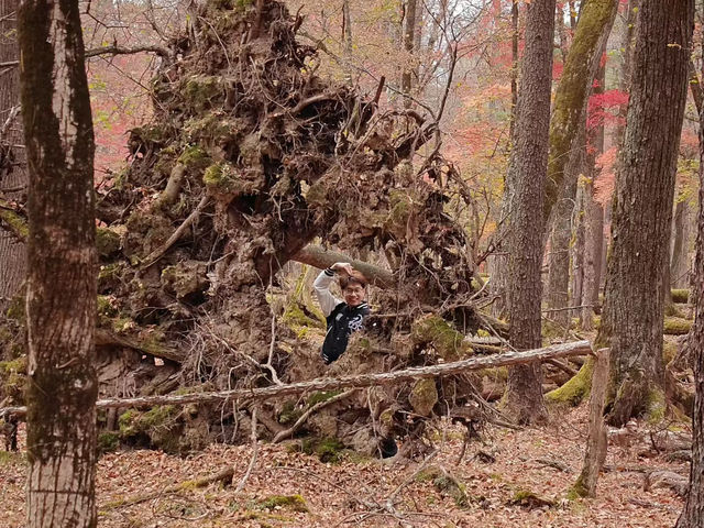 Mount Changbai: China's Sacred Peak Where Nature Writes Poetry 🏔️❄️