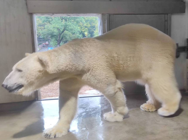 名古屋親子活動最佳場所#名古屋東山動植物園-日本愛知縣名古屋市