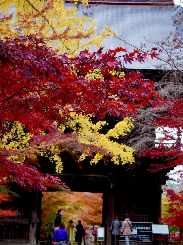 紅葉の穴場🍁 紅葉だらけの境内とイチョウの絨毯 紅葉の穴場🍁 紅葉だらけの境内とイチョウの絨毯