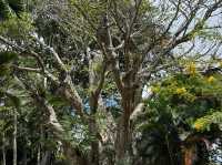Sir Seewoosagur Ramgoolam Botanical Garden
