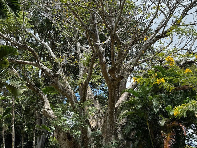 Sir Seewoosagur Ramgoolam Botanical Garden