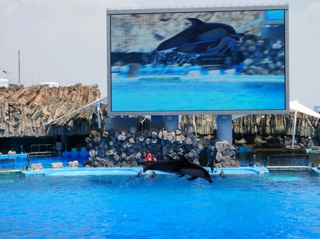Nagoya Aquariumพิพิธภัณฑ์สัตว์น้ำสุดอลังของนาโกย่า