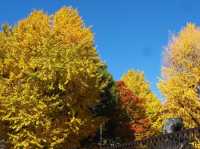 🍁ชมฤดูใบไม้เปลี่ยนสีที่อุเอโนะ (Ueno Park)