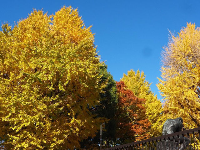 🍁ชมฤดูใบไม้เปลี่ยนสีที่อุเอโนะ (Ueno Park)