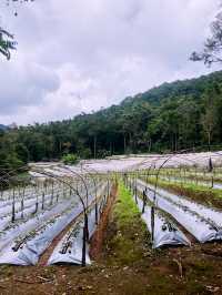 เส้นทางศึกษาธรรมชาติผาดอกเสี้ยว