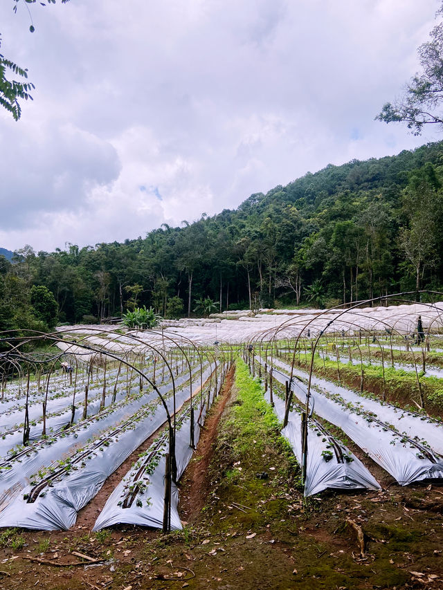 เส้นทางศึกษาธรรมชาติผาดอกเสี้ยว เส้นทางศึกษาธรรมชาติผาดอกเสี้ยว