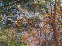 Autumn Charm in the Water Town