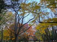 圓山公園秋日散步 北海道神宮