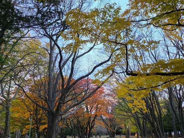 圓山公園秋日散步 北海道神宮