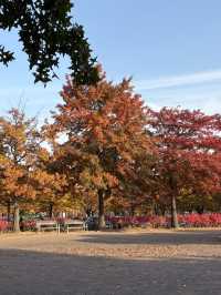 가을 단풍으로 물든 상암동 평화의공원 반려견 산책하기 좋은 곳🍁
