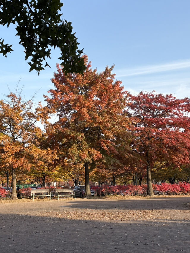 가을 단풍으로 물든 상암동 평화의공원 반려견 산책하기 좋은 곳🍁