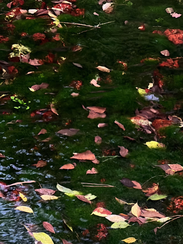 11월에 가면 단풍 맛집 다카마쓰 리쓰린 공원 11월에 가면 단풍 맛집 다카마쓰 리쓰린 공원