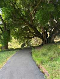 A Peaceful Green Escape in the Heart of Auckland
