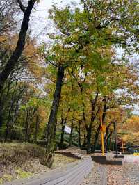 🌳🍁숲길에서