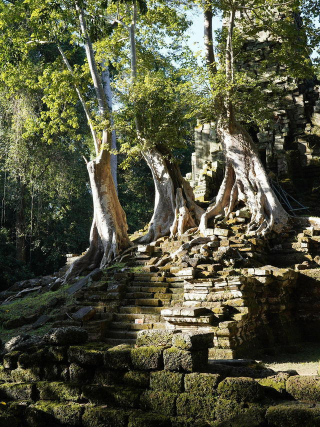 Nature Meets History🌿