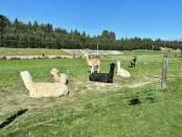 Wanaka Lavender Farm🪻💜
