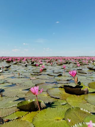 Red lotus lake highly recommended 