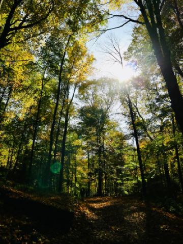 南方公園山脈：古老森林與雲端低語的地方