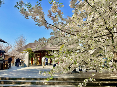 赤城神社】桜満開×隈研吾建築。都会に現れる静謐な神社 | Trip.com 東京