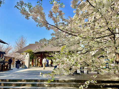 満開櫻❀プロフ必読ページ 赤城神社】桜満開×隈研吾建築。都会に現れる静謐な神社 | Trip.com 東京