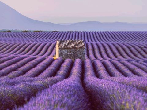 フランス、プロヴァンスのラベンダー畑 | Trip.com ボニユー