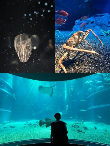 Osaka Aquarium Kaiyukan: 大阪で深海アドベンチャー。 | Trip.com 大阪
