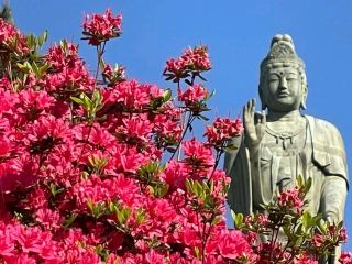 東京近郊の「花の寺」 — 青梅 塩船観音寺の訪問レビュー。