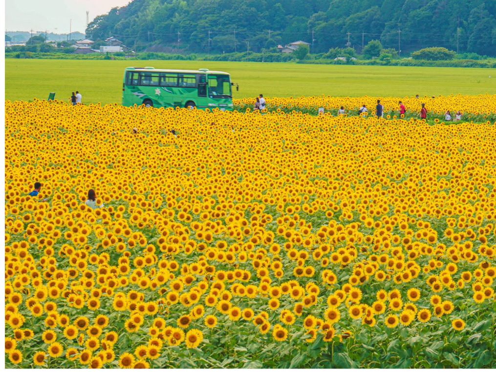 茨城🇯🇵 百萬向日葵向著藍天燦爛綻放🌻｜Trip.com 芳賀郡