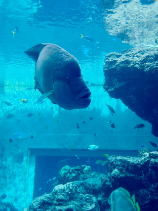 The Deep Blue Undersea World and Okinawa’s Majestic Whale Sharks.