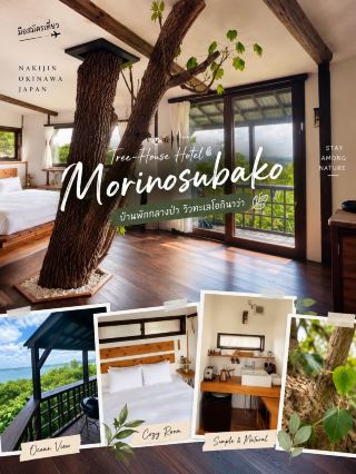 Tree-House Hotel Morinosubako 🌿🏡

บ้านพักกลางป่าที่ให้ความรู้สึกเหมือนได้มานอนอยู่บนต้นไม้

ครั้งแรกที่เปิดประตูเข้ามาใน Tree-House Hotel Morinosubako ความรู้สึกแรกคือ “นี่ไม่ใช่ห้องพักธรรมดา” เพราะภายในออกแบบให้มีต้นไม้จริงเป็นส่วนหนึ่งของพื้นที่ ทั้งลำต้น กิ่งไม้ และเฟอร์นิเจอร์ไม้ ทำให้บรรยากาศเหมือนบ้านพักเล็ก ๆ ที่ซ่อนตัวอยู่ท่ามกลางธรรมชาติ

ห้องพักตกแต่งเรียบง่ายด้วยไม้และโทนสีอบอุ่น มีเตียงขนาดใหญ่ ห้องนั่งเล่น โต๊ะรับประทานอาหาร และมุมชงกาแฟพร้อมอุปกรณ์พื้นฐาน จากภาพที่พักยังมี เปลญวนแขวนอยู่ข้างหน้าต่าง เป็นมุมที่เหมาะกับการนั่งพักแบบไม่ต้องรีบร้อน 🍃

ไฮไลต์อีกอย่างคือ ระเบียงด้านนอก ที่เปิดออกไปเจอสีเขียวของต้นไม้ และมองเห็นทะเลอยู่ไกล ๆ บรรยากาศค่อนข้างเป็นส่วนตัว เหมาะกับคนที่อยากเปลี่ยนจากการเที่ยวเมืองหรือชายหาด มาใช้เวลาช้า ๆ ท่ามกลางธรรมชาติ

ที่พักแห่งนี้ตั้งอยู่ในพื้นที่ทางตอนเหนือของโอกินาว่า ซึ่งเป็นโซนที่ขึ้นชื่อเรื่องธรรมชาติและป่า Yanbaru โดยข้อมูลที่พักระบุว่าอยู่ใกล้ Okinawakaigan Quasi-National Park และขับรถไป Warumi Bridge ประมาณ 4 นาที 

จากรีวิวที่รวบรวมโดย Google Travel ผู้เข้าพักพูดถึงการตกแต่งแนวธรรมชาติ สิ่งอำนวยความสะดวกภายในห้อง และบรรยากาศของที่พัก ขณะที่ข้อมูลจาก Trip.com ระบุว่าที่พักมีทั้งวิวทะเล วิวภูเขา ระเบียง และพื้นที่สวน 

📍 Tree-House Hotel Morinosubako

699 Wakugawa, Nakijin, Okinawa, Japan

🌿 เหมาะกับ: คนชอบธรรมชาติ / ที่พักเงียบ ๆ / บ้านพักดีไซน์ไม่เหมือนใคร
🏡 ไฮไลต์: ต้นไม้ภายในห้อง + งานไม้ + เปลญวน + ระเบียงชมธรรมชาติ
🚗 แนะนำให้มีรถสำหรับเดินทางเที่ยวพื้นที่ตอนเหนือของโอกินาว่า

📸 ภาพถ่ายจากต้นฉบับที่ถ่ายด้วยตัวเอง

#Morinosubako #Okinawa #TreehouseHotel #Nakijin #มือสมัครเที่ยว