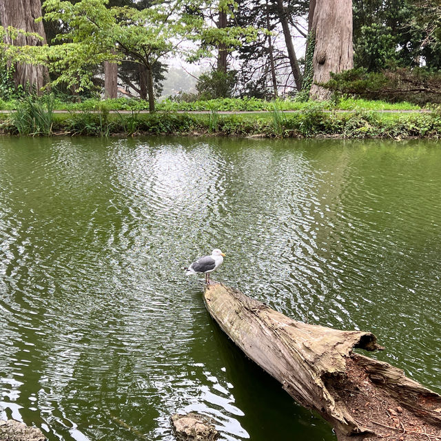 Lovely Scenery in Golden Gate Park