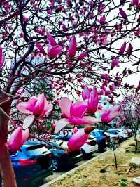 Magnolias: A Reminder of Home