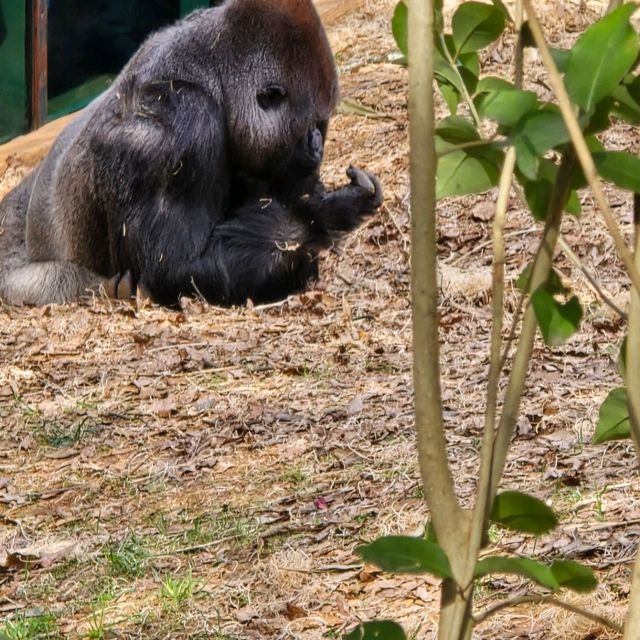 Zoo Atlanta 