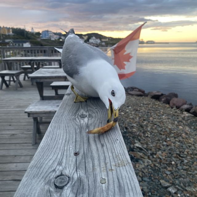 赶海