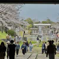 48 Hours in Kansai: Spring Vibes and New Discoveries