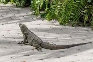 Pool Time, Blue Iguanas, Flowers, and Island Food