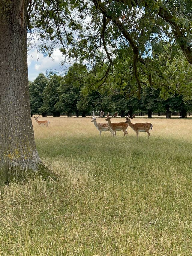 睇鹿聖地 | 英國近郊大公園