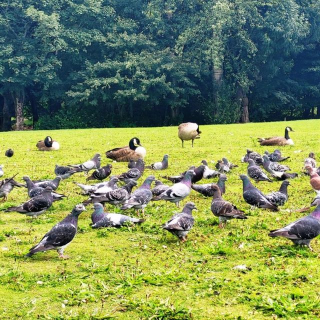 🦢探索曼城自然生態美🦆