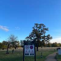 Beautiful park in London, Richmond Park🇬🇧