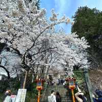 《新倉富士淺間神社》🌸絕美的櫻花，配著壯麗的富士山🗻