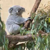 🐨多摩動物公園🦝超級大的動物園，與動物近距離互動