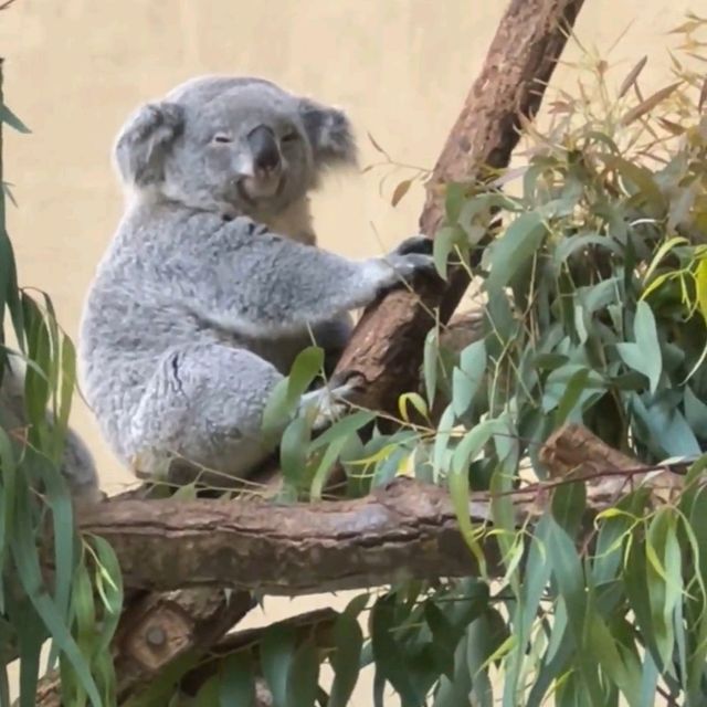 🐨多摩動物公園🦝超級大的動物園，與動物近距離互動