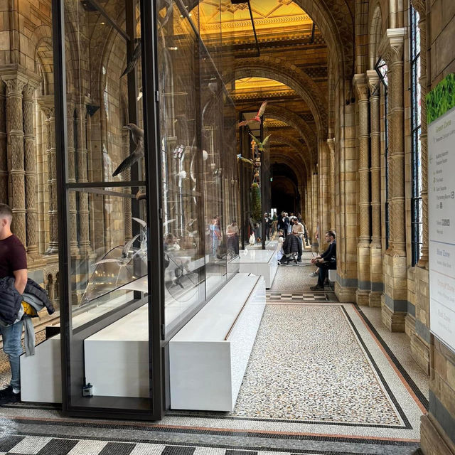 Natural History Museum 🇬🇧