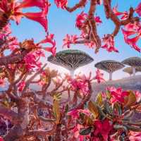 Socotra: The Alien Landscape of Earth's Most Isolated Island