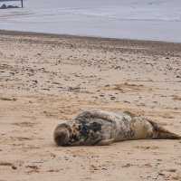 Horsey Beach Norfolk
