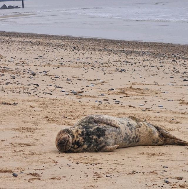 Horsey Beach Norfolk