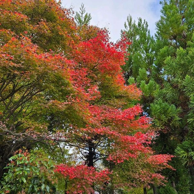 Autumn in Kyoto <3