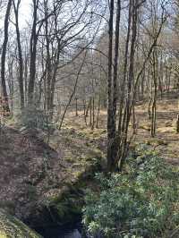 Into the woods
