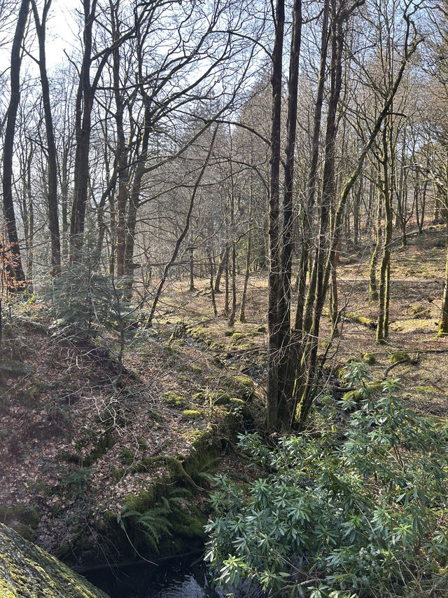 Into the woods