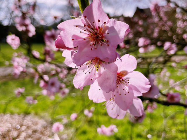 🌸 Springtime Serenity at St Hugh’s College, Oxford 🌸